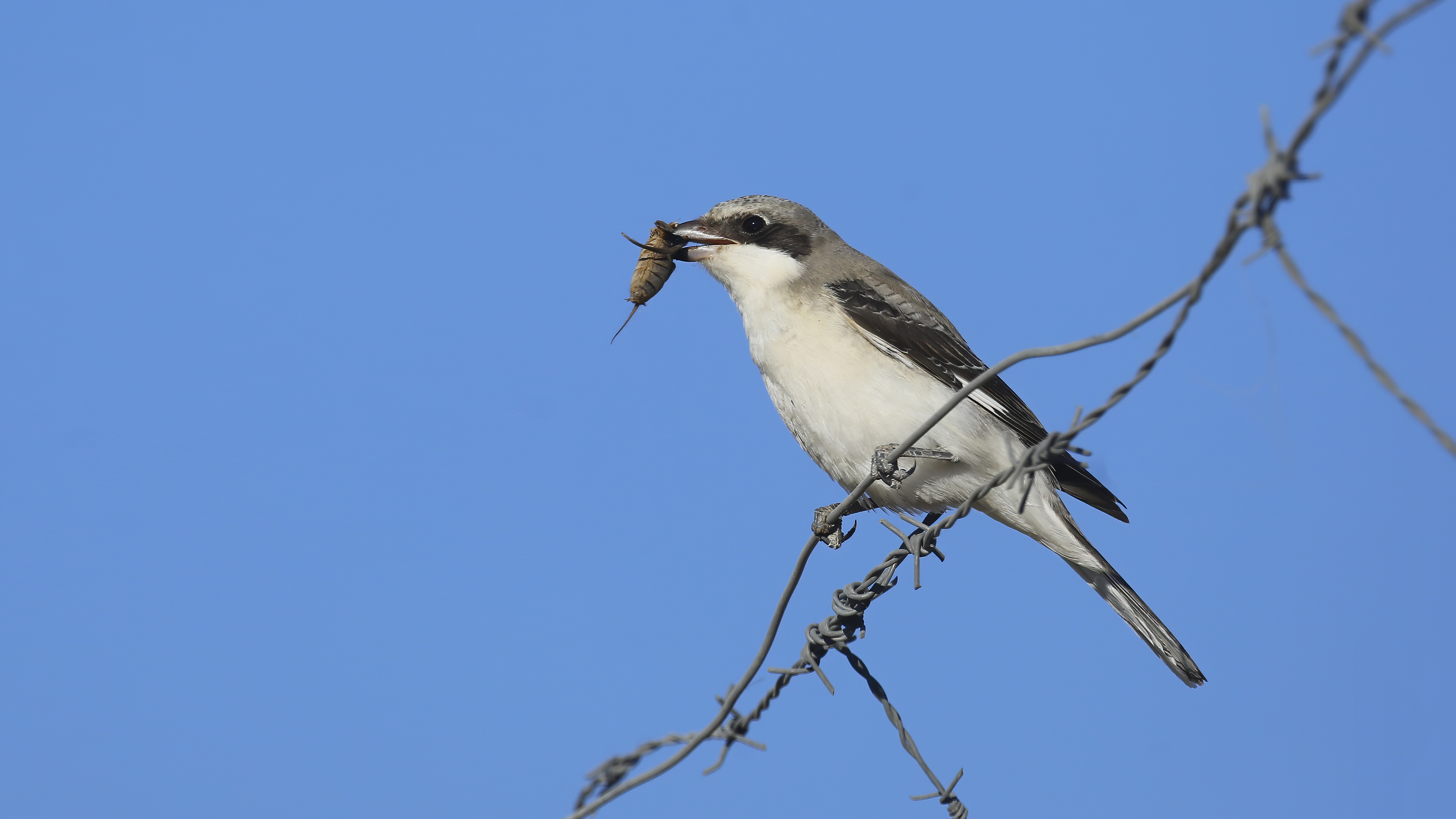 Lesser Gray Shrike — Ana fotoğraf